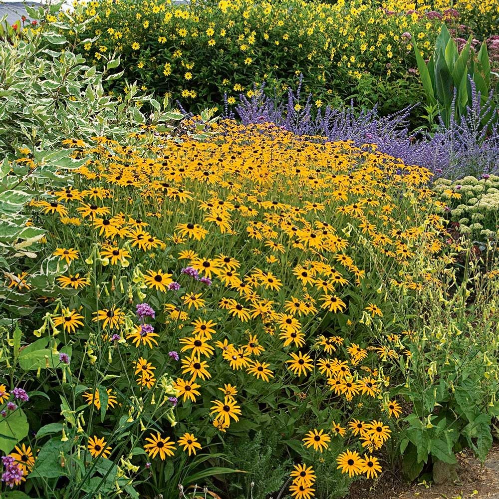 Image of Yarrow rudbeckia goldsturm companion plant