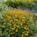  Rudbeckia fulgida sullivantii 'Goldsturm'