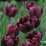  Tulip 'Palmyra'