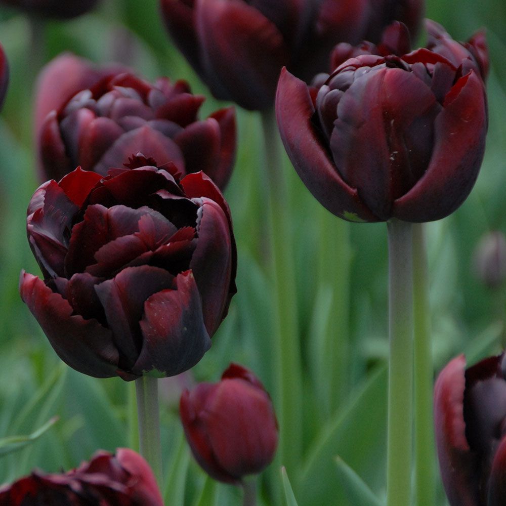 Tulip 'Palmyra'