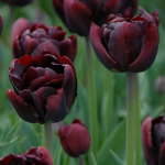  Tulip 'Palmyra'