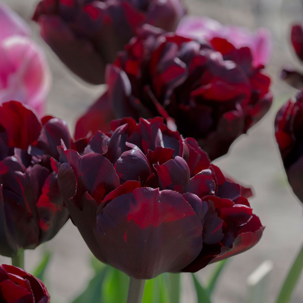 Tulip Palmyra White Flower Farm