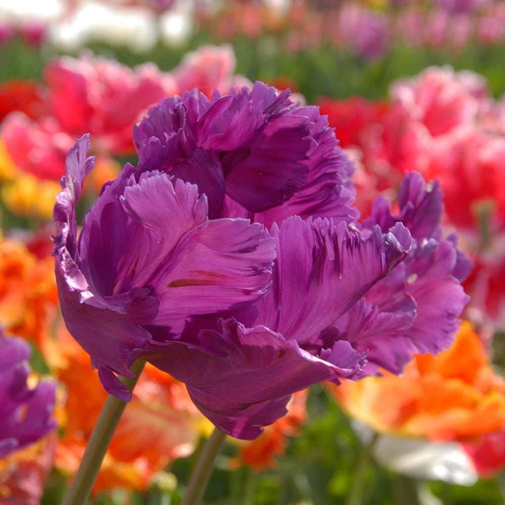 Tulip 'Parrot Negrita'