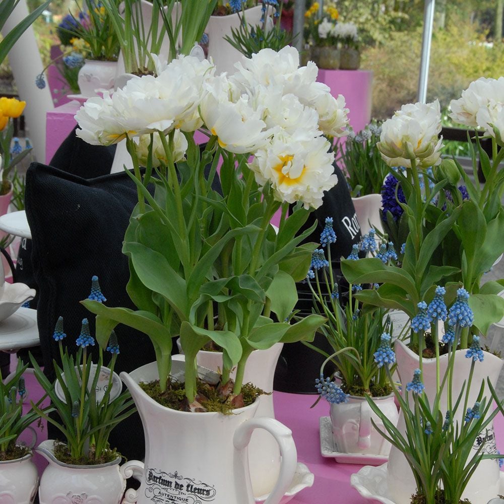 Tulip Popcorn White Flower Farm