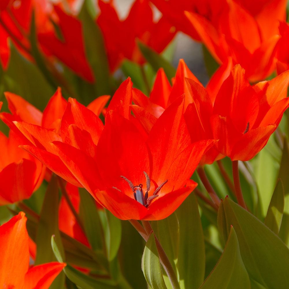 Tulip Praestans Early Spring Flowering Garden Bulbs Indoor Outdoor Plants 