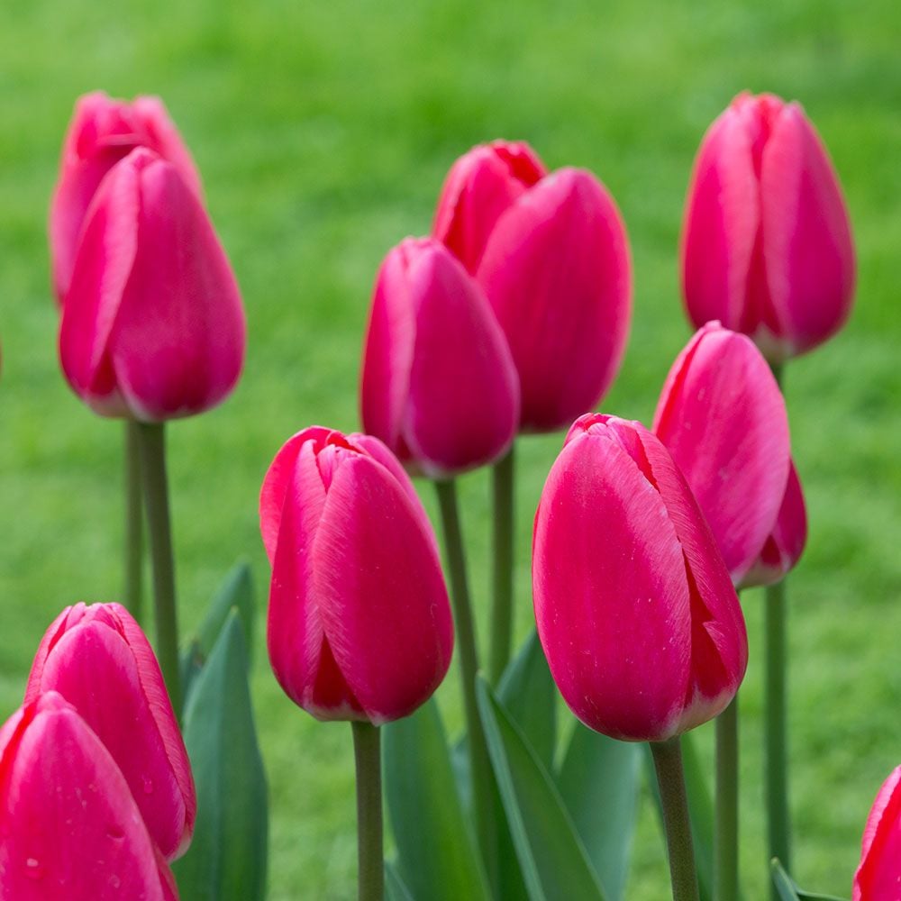 Tulip 'Rosy Delight'