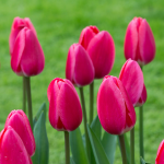  Tulip 'Rosy Delight'