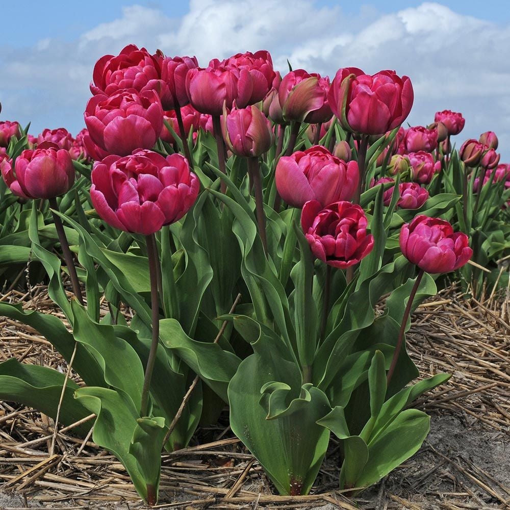 Tulip 'Rosy Diamond Pipi'