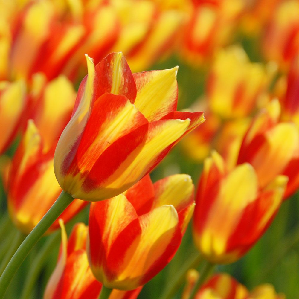 Tulip 'Dancing Fairy'