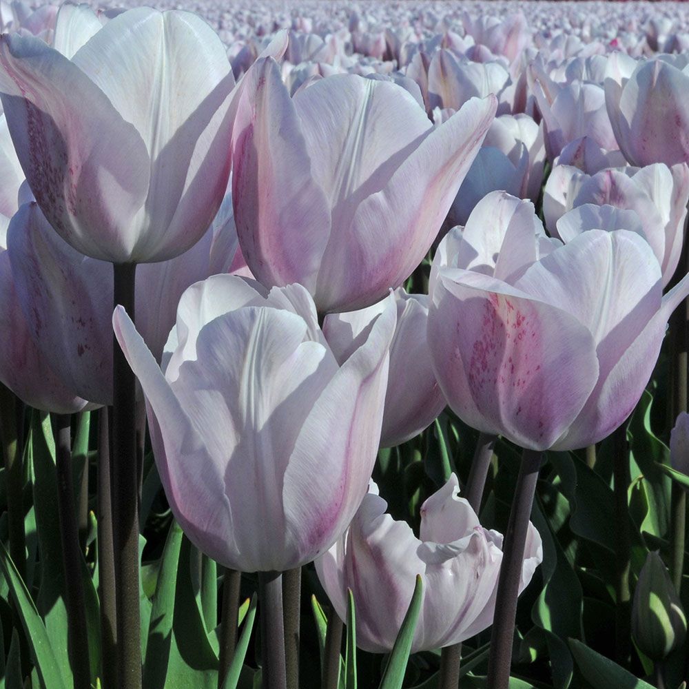 Tulip 'Silver Cloud'