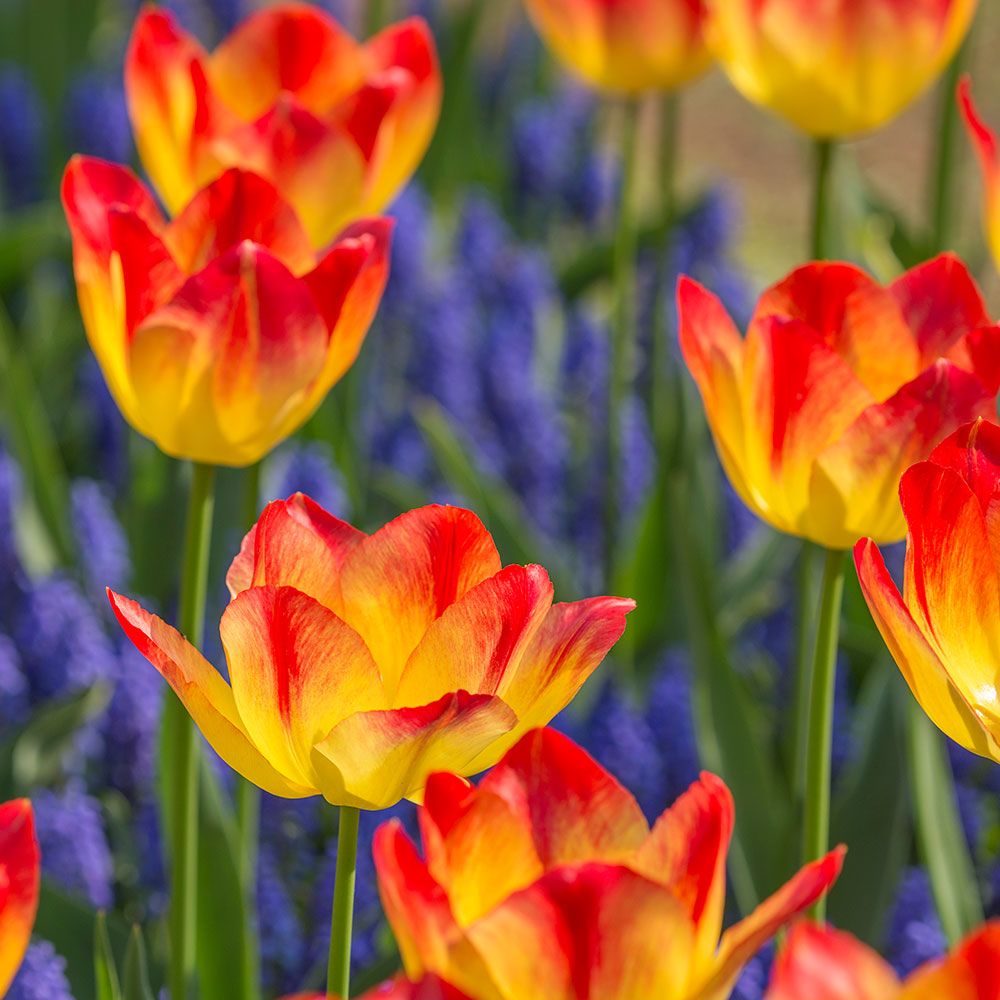 Tulip 'Suncatcher' White Flower Farm