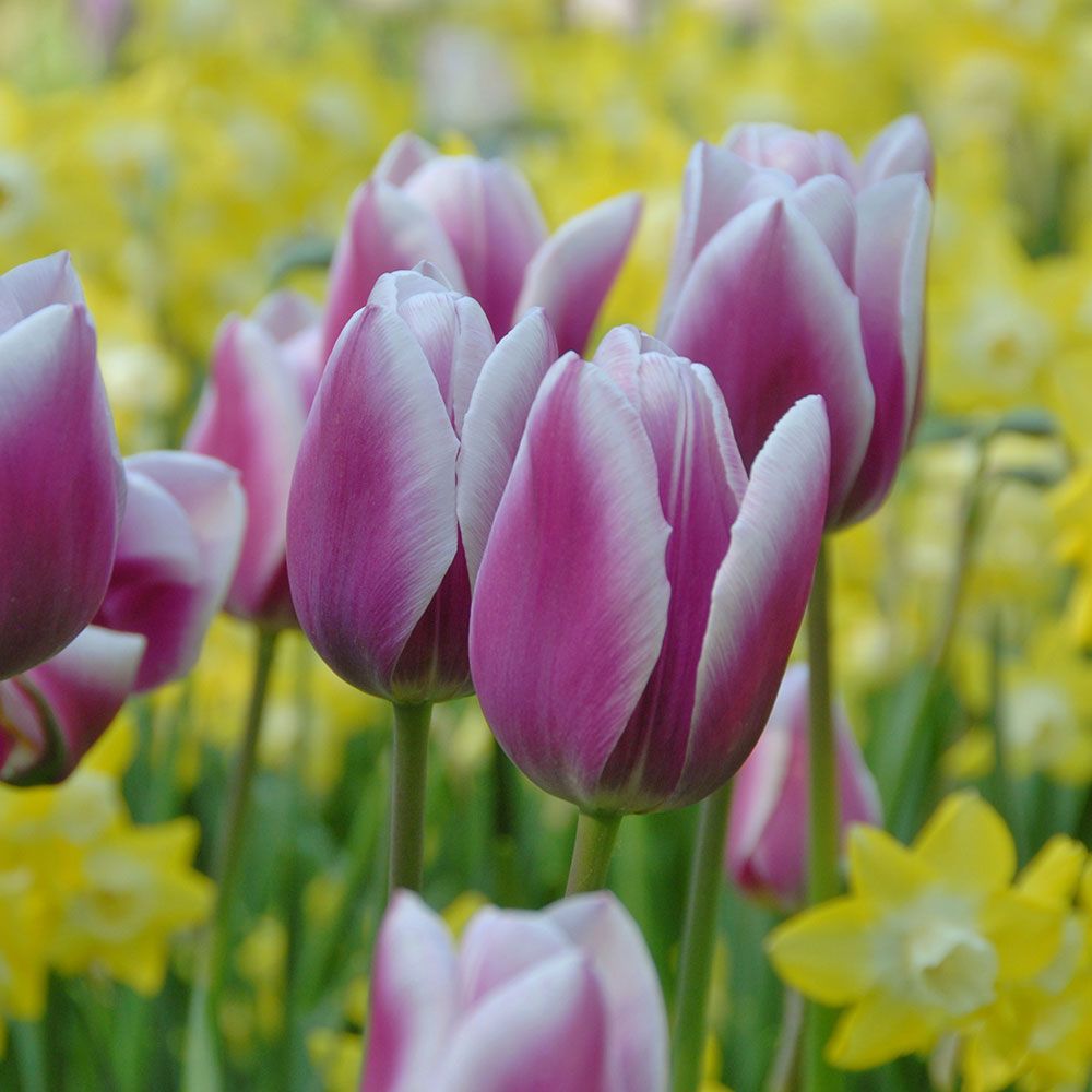 Tulip 'Synaeda Blue' White Flower Farm