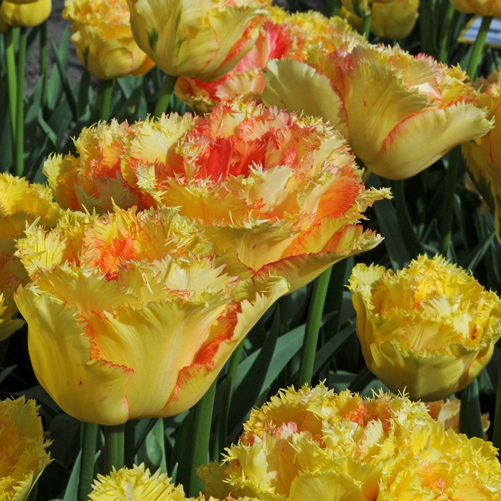 Tulip 'Vaya con Dios' White Flower Farm