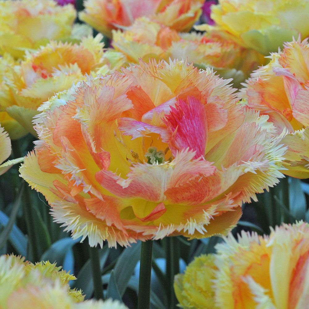 Tulip 'Vaya con Dios' White Flower Farm