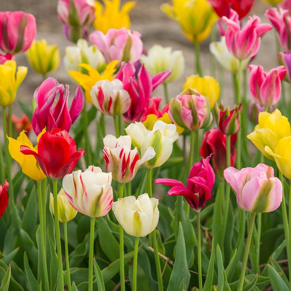 Spring Green Tulip Mix White Flower Farm