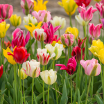  Spring Green Tulip Mix