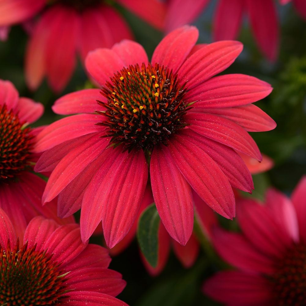 Echinacea Sombrero® Baja Burgundy