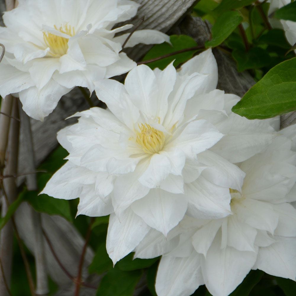 Clematis 'Isago'