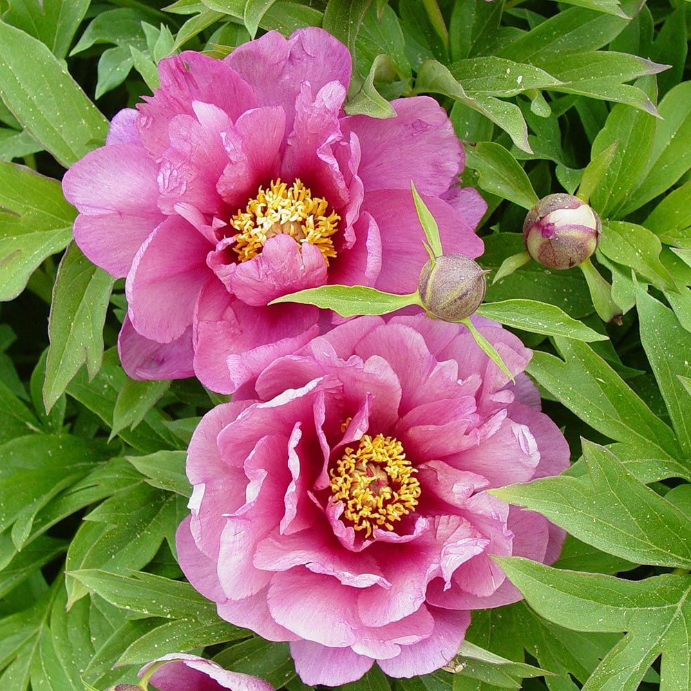 Peony 'Yankee Doodle Dandy' - Itoh Peony