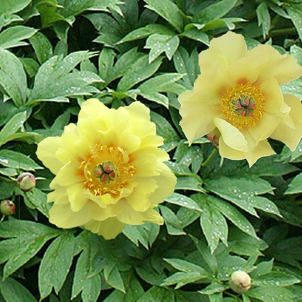 Peony 'Sequestered Sunshine' Itoh Peony White Flower Farm