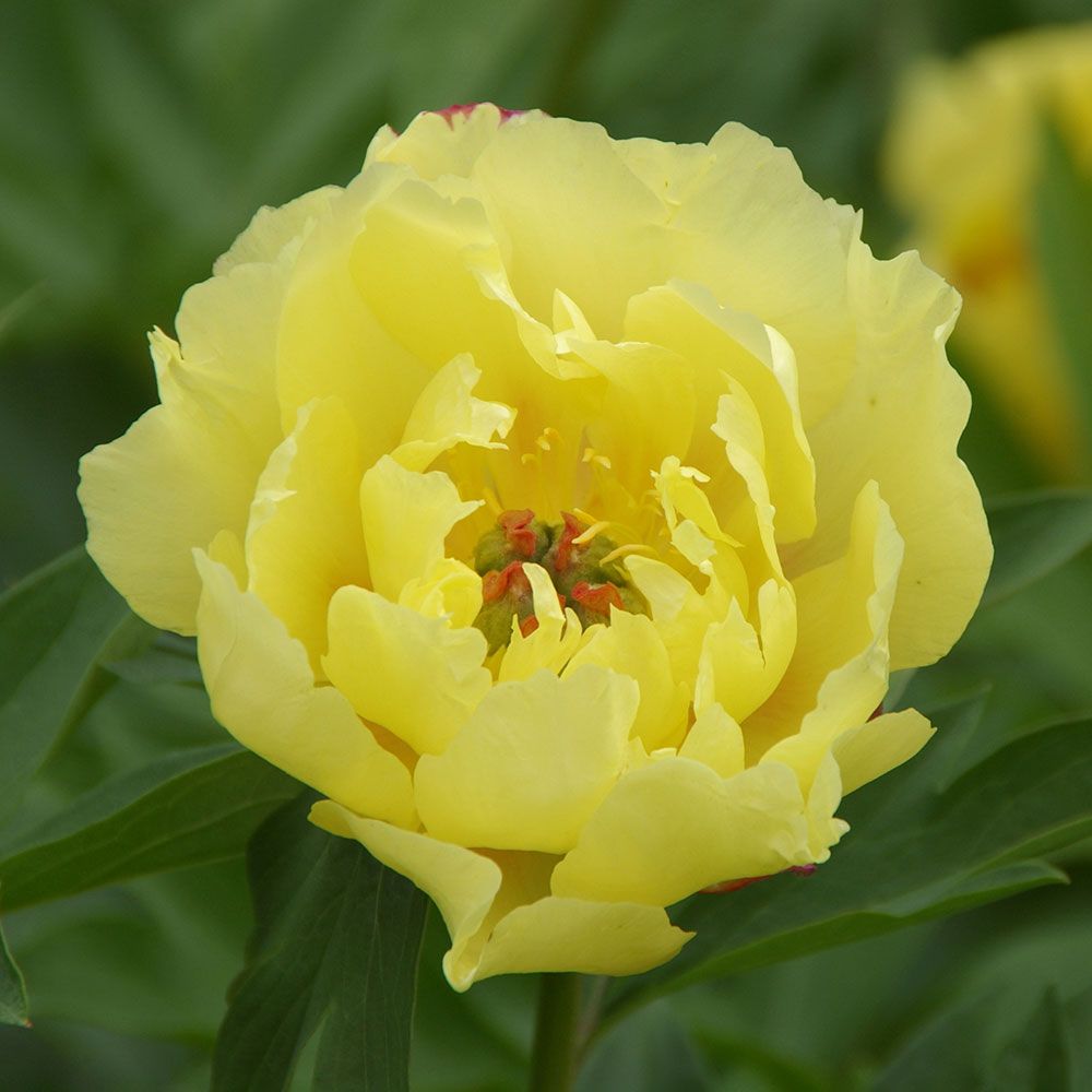 Peony 'Sequestered Sunshine' Itoh Peony White Flower Farm
