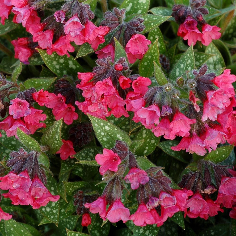 Pulmonaria 'Shrimps on the Barbie'