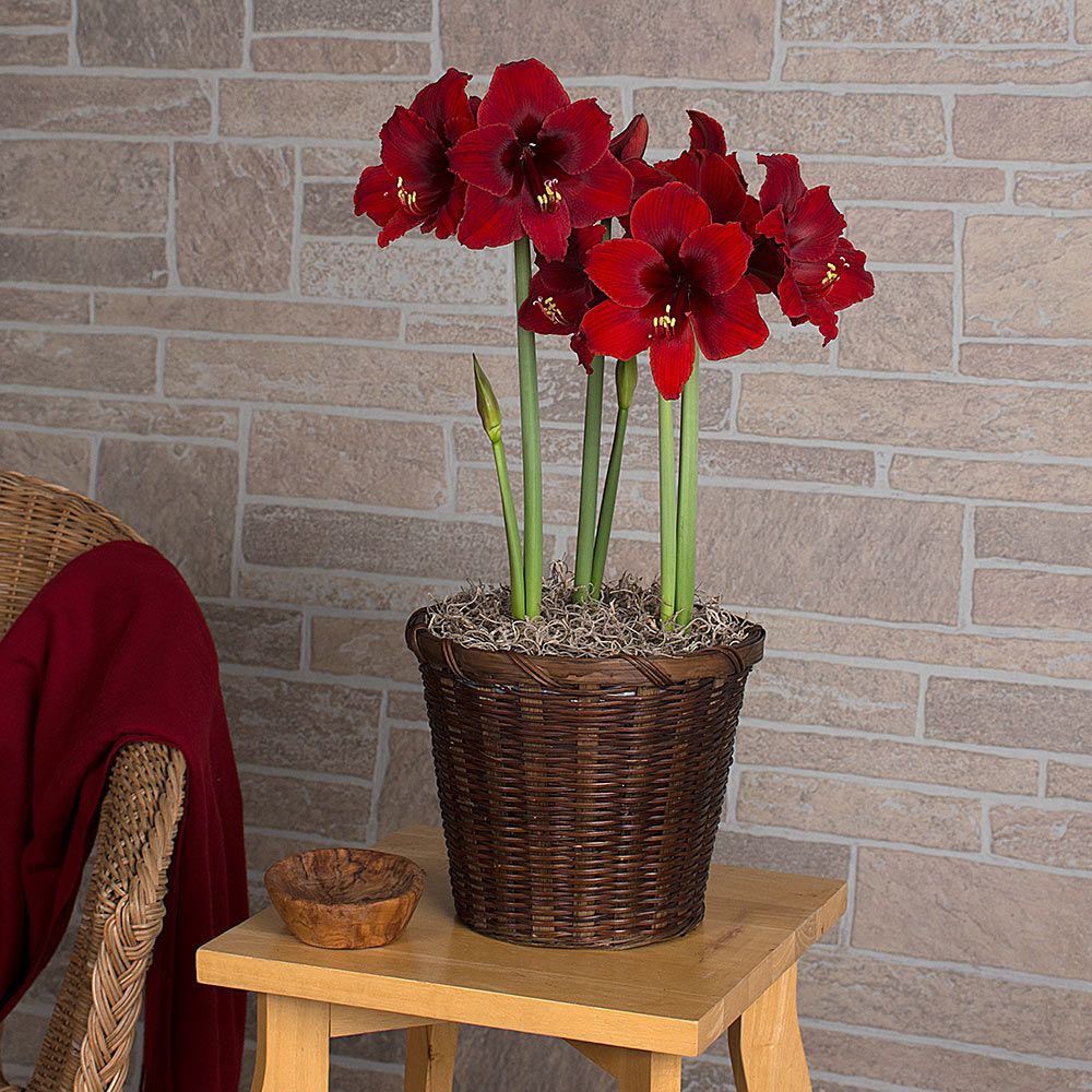 Amaryllis Fire Dancer®