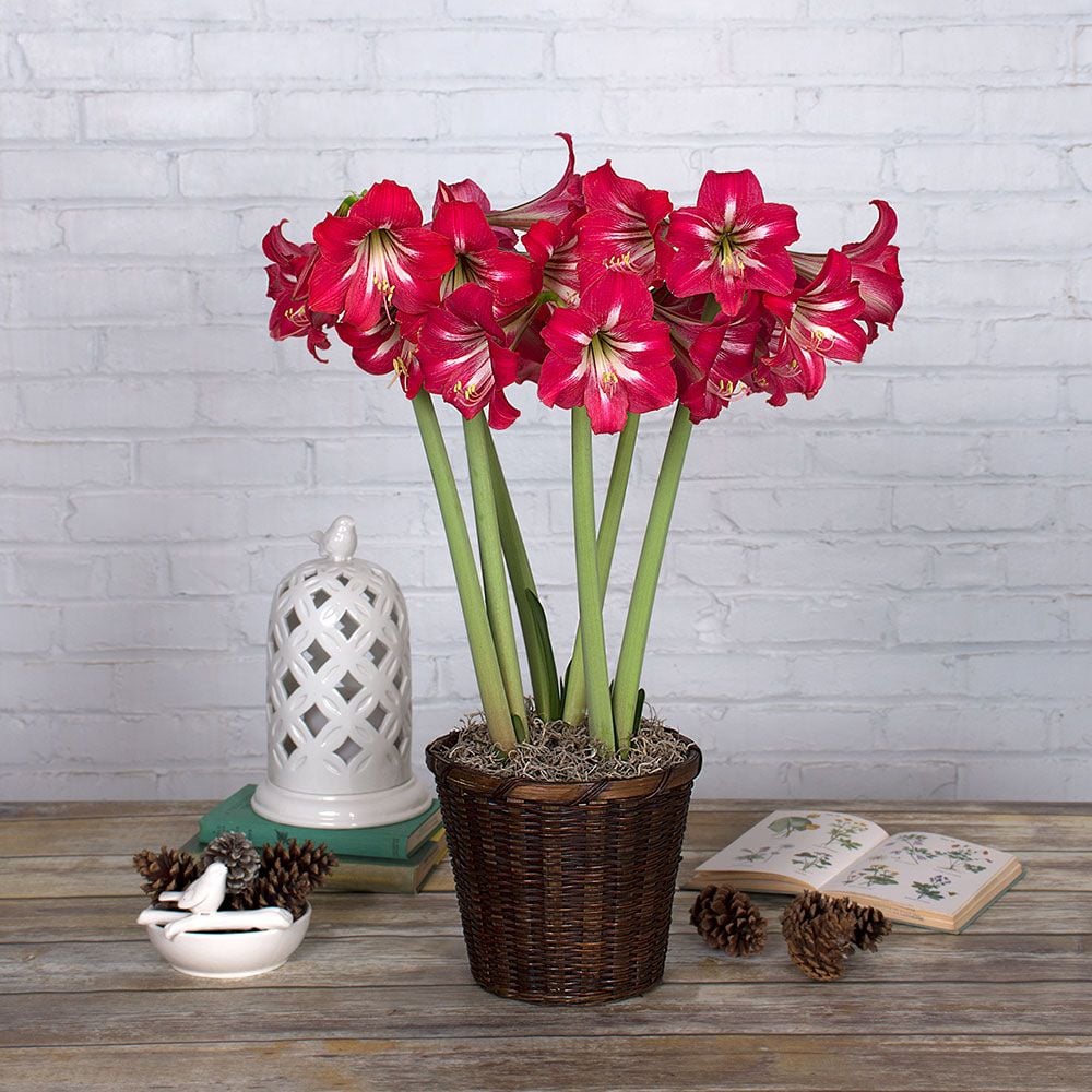 Amaryllis Hot Lips® | White Flower Farm