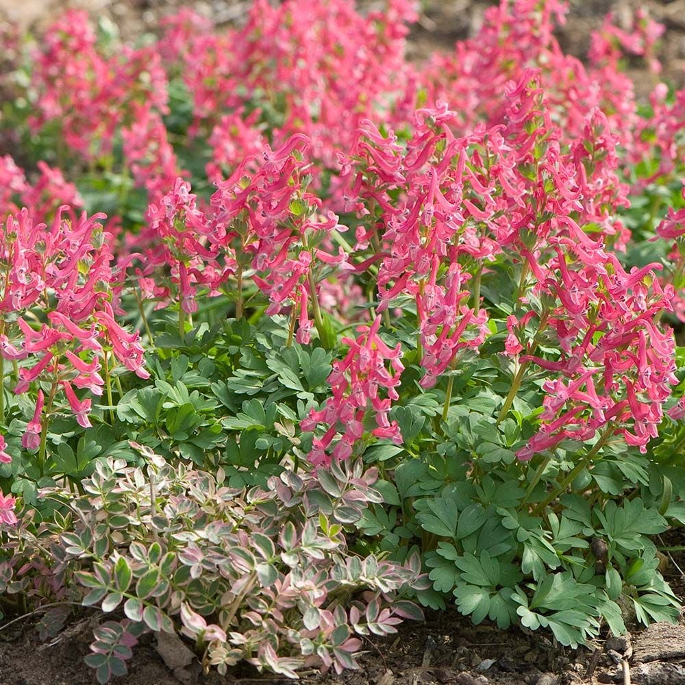 Corydalis solida 'Beth Evans'