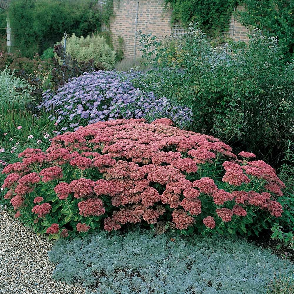 Coral Bells Garden Design Sedum Autumn Joy White Flower Farm