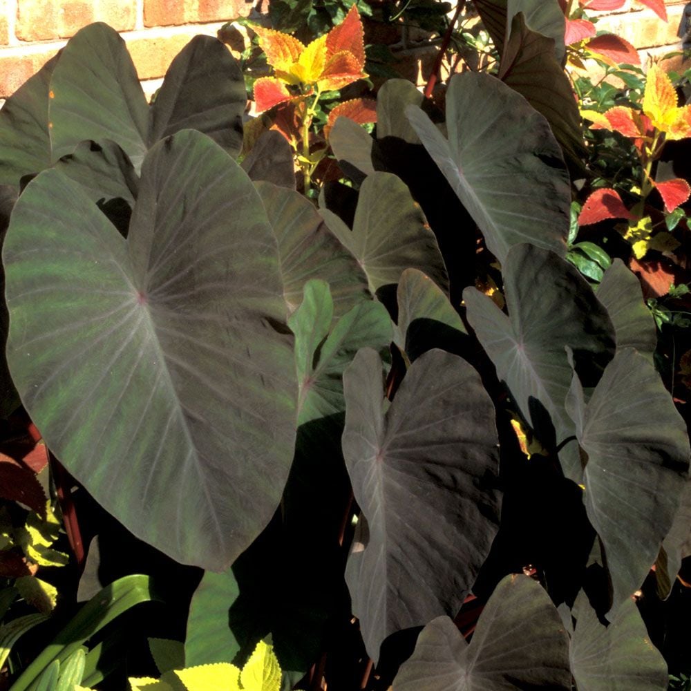 Colocasia esculenta 'Black Magic' | White Flower Farm