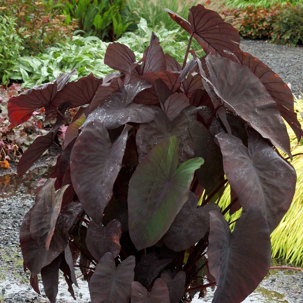 Colocasia esculenta 'Black Magic'