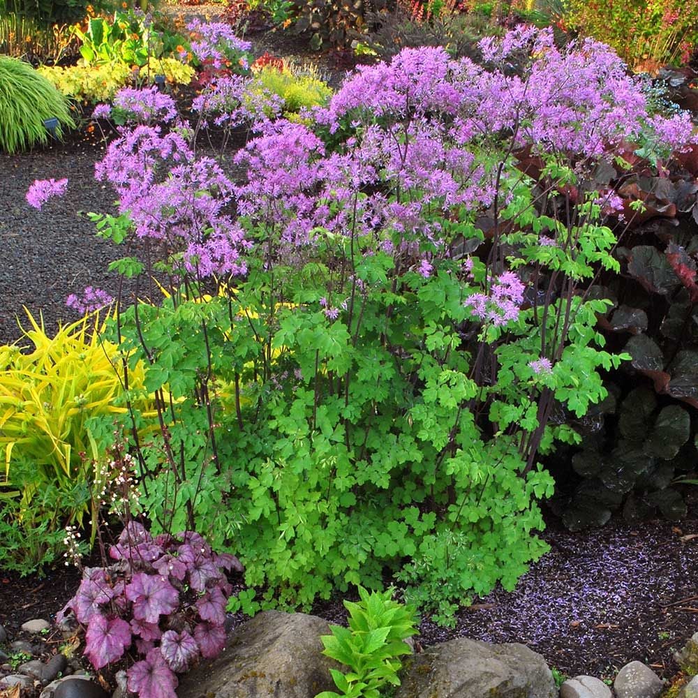 Thalictrum 'Black Stockings'