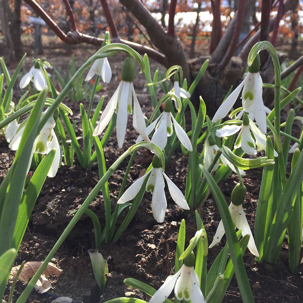 Galanthus 'Atkinsii'