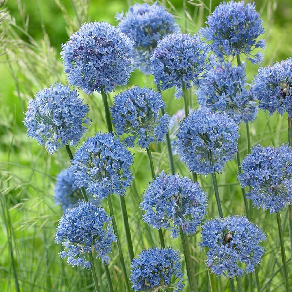 Allium caeruleum