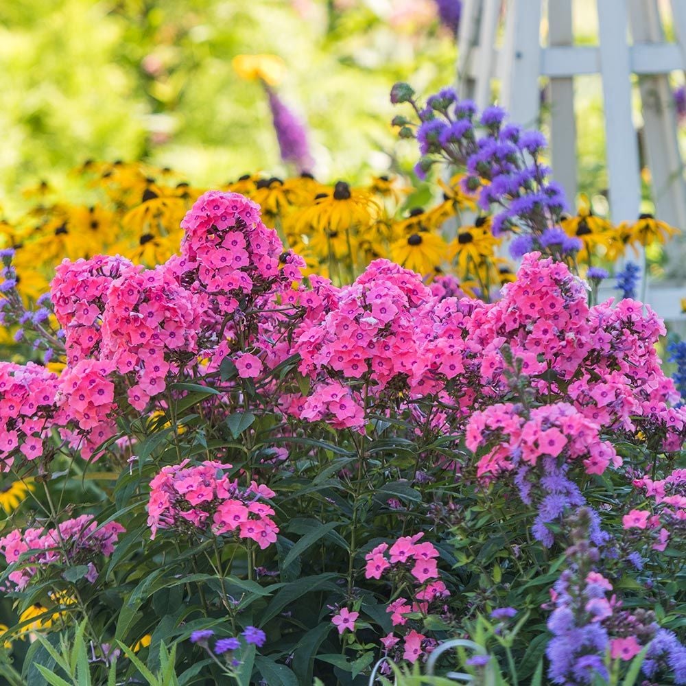 Phlox Paniculata Candy Store Coral Creme Drop White Flower Farm