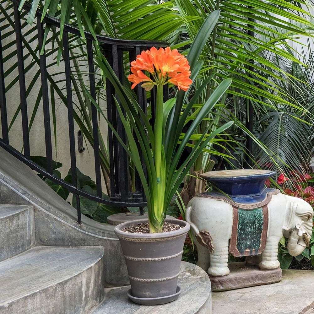 Clivia miniata Longwood Sunrise White Flower Farm