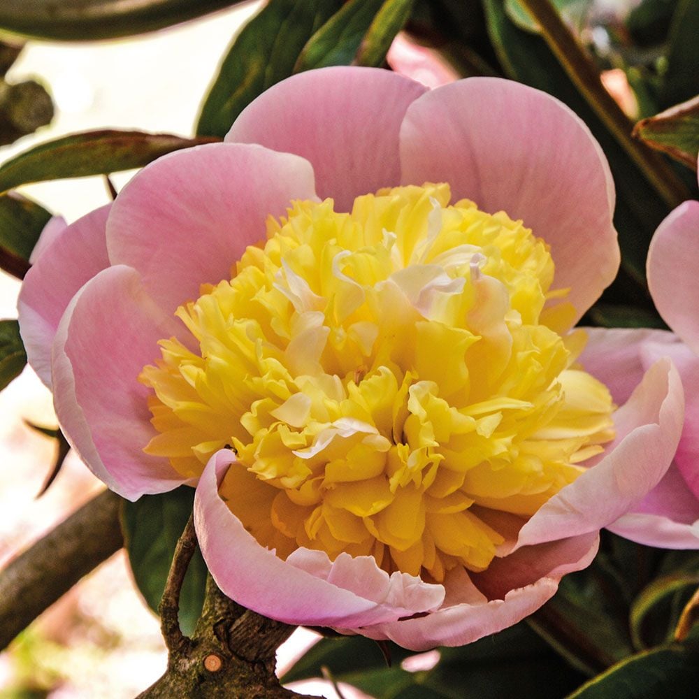 Peony 'Butter Bowl'