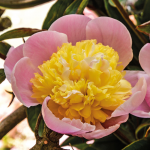  Peony 'Butter Bowl'