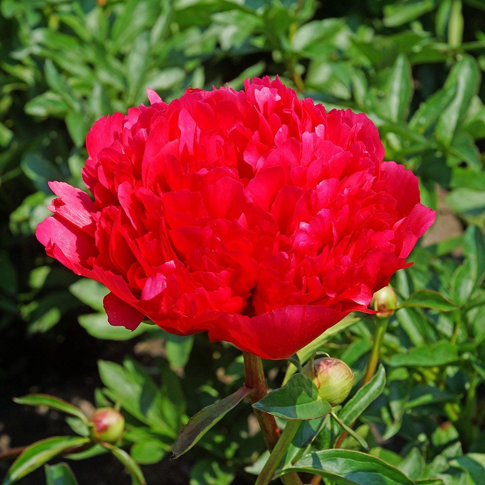 Peony 'Command Performance'