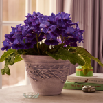  Cape Primrose 'Deep Blue Vein' in embossed clay pot