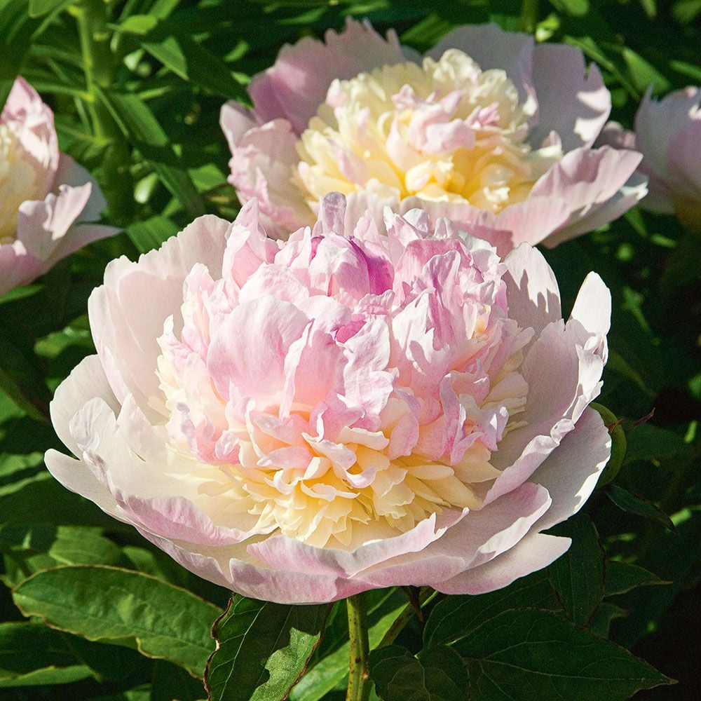 Peony 'Raspberry Sundae'