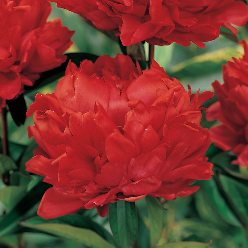 Peony 'Red Magic'