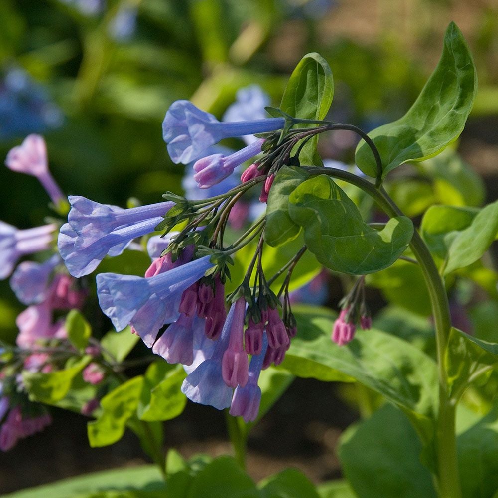 Mertensia Virginica White Flower Farm