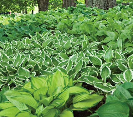 Emerald Isle, Hosta Collection