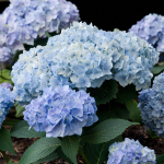  Hydrangea macrophylla Endless Summer®