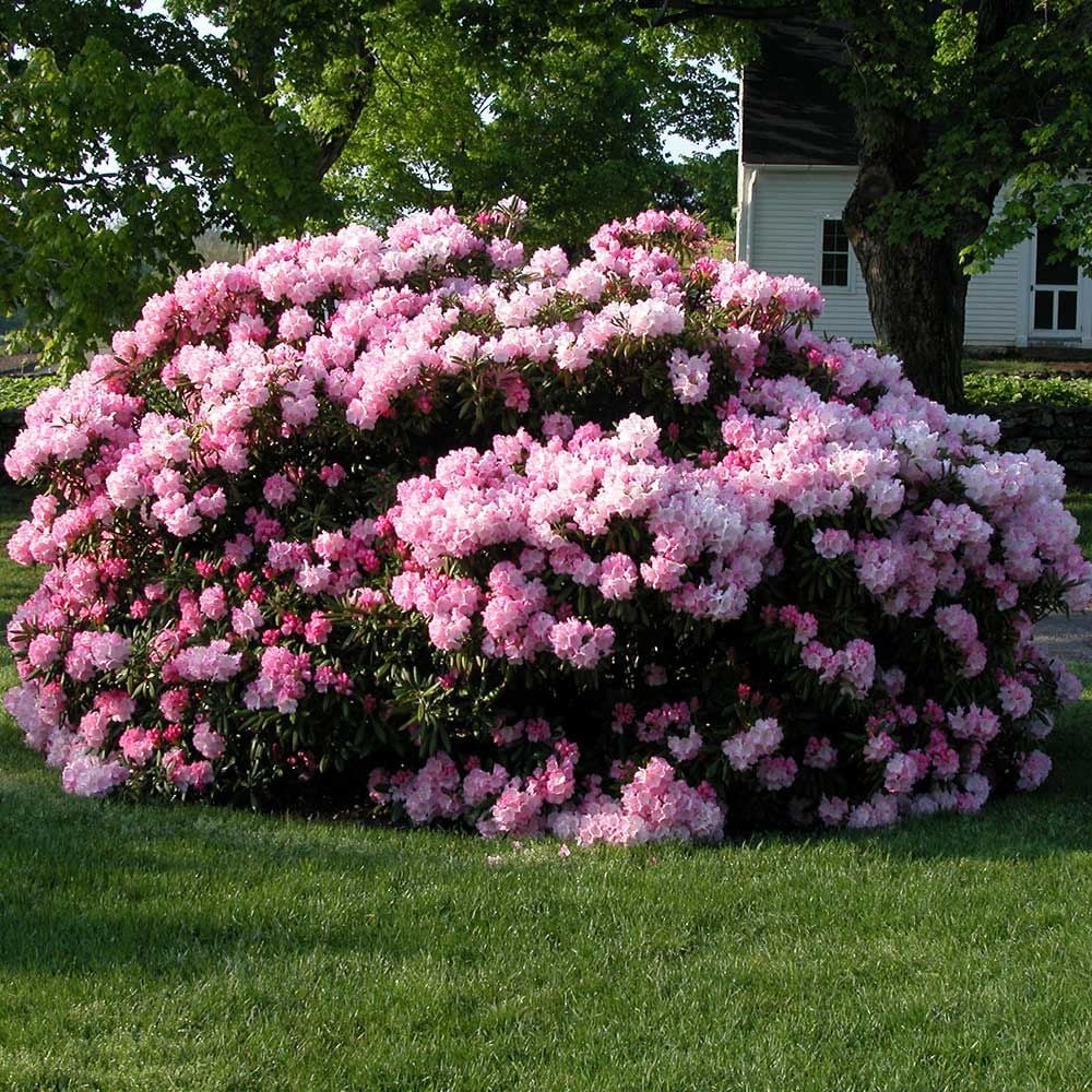 Rhododendron 'Jane Grant'