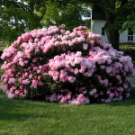  Rhododendron 'Jane Grant'