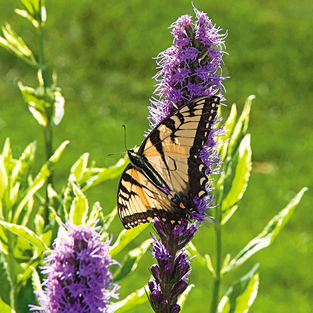 Liatris spicata 'Kobold'