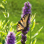  Liatris spicata 'Kobold'